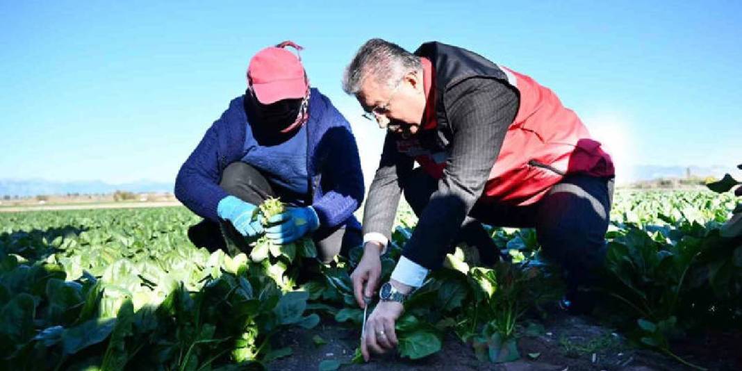 Verimli arazilerde hasat sezonu başladı! Emeğin karşılığı bereketli oluyor, 3 bin tondan fazla rekolte bekleniyor 4